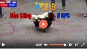 Trận 10 21062025